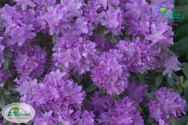 Rhododendron Blumiria